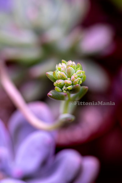 Blooming-Succulent-04