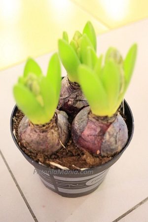 Hyacinthus-áá¡ á¡á£á áááá¡ á¨ááááá