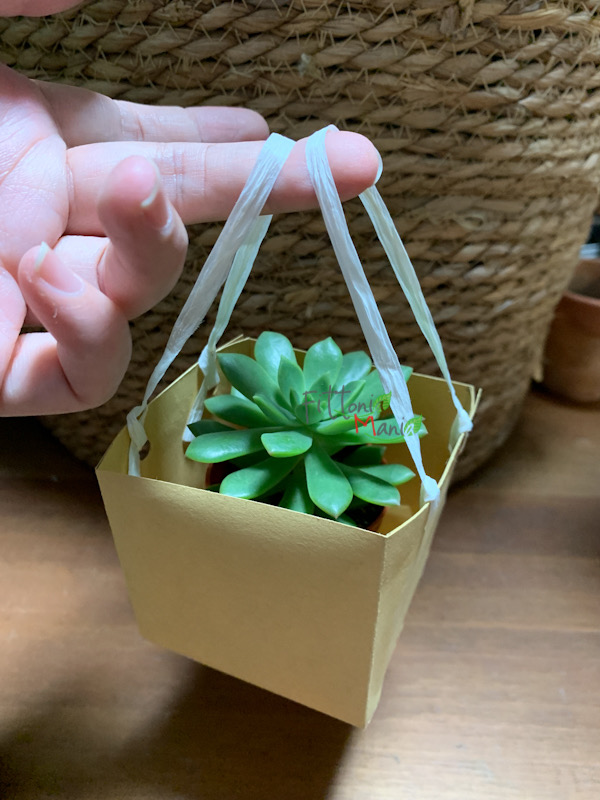 Gift box succulent